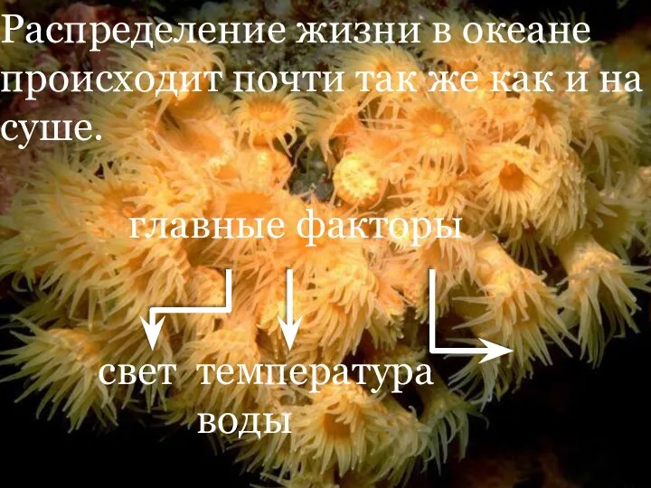 Распределение жизни в океане происходит почти так же как и на суше.