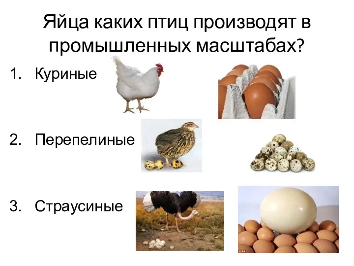 Яйца каких птиц производят в промышленных масштабах? Куриные Перепелиные Страусиные