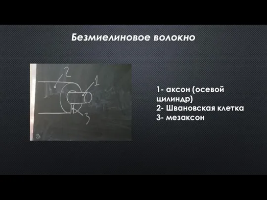 Безмиелиновое волокно 1- аксон (осевой цилиндр) 2- Швановская клетка 3- мезаксон