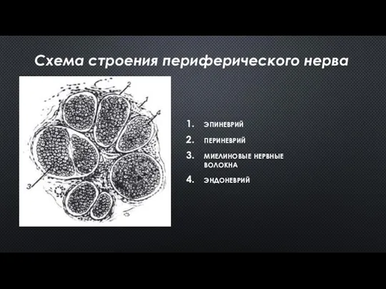 эпиневрий периневрий миелиновые нервные волокна эндоневрий Схема строения периферического нерва