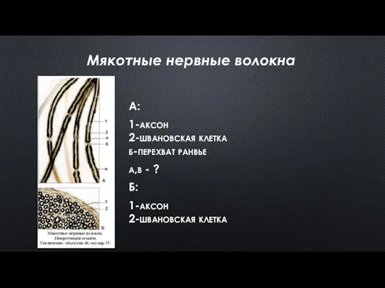 А: 1-аксон 2-швановская клетка б-перехват ранвье а,в - ? Б: 1-аксон 2-швановская клетка Мякотные нервные волокна