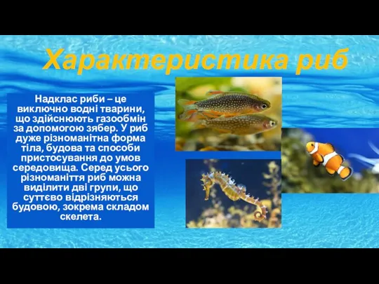 Характеристика риб Надклас риби – це виключно водні тварини, що здійснюють газообмін