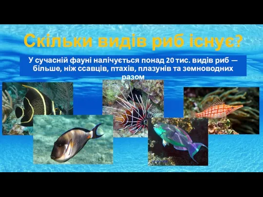 Скільки видів риб існує? У сучасній фауні налічується понад 20 тис. видів