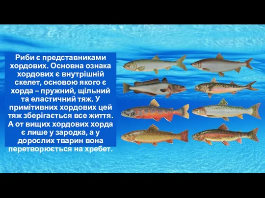 Риби є представниками хордових. Основна ознака хордових є внутрішній скелет, основою якого