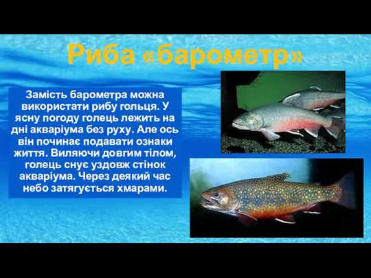 Риба «барометр» Замість барометра можна використати рибу гольця. У ясну погоду голець
