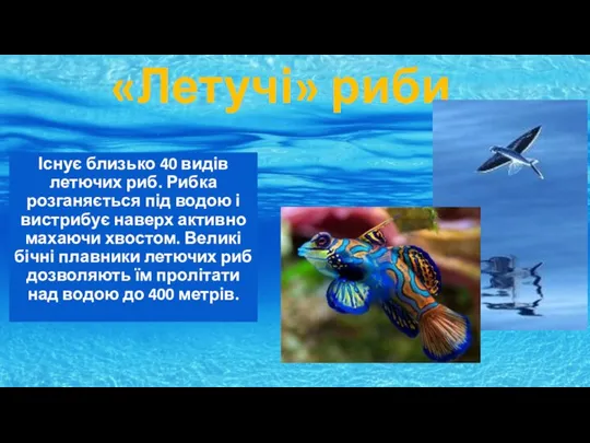 «Летучі» риби Існує близько 40 видів летючих риб. Рибка розганяється під водою