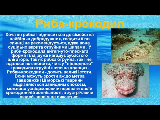 Риба-крокодил Хоча ця рибка і відноситься до сімейства найбільш добродушних, гладити її