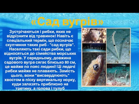 «Сад вугрів» Зустрічаються і рибки, яких не відрізнити від травинок! Навіть є