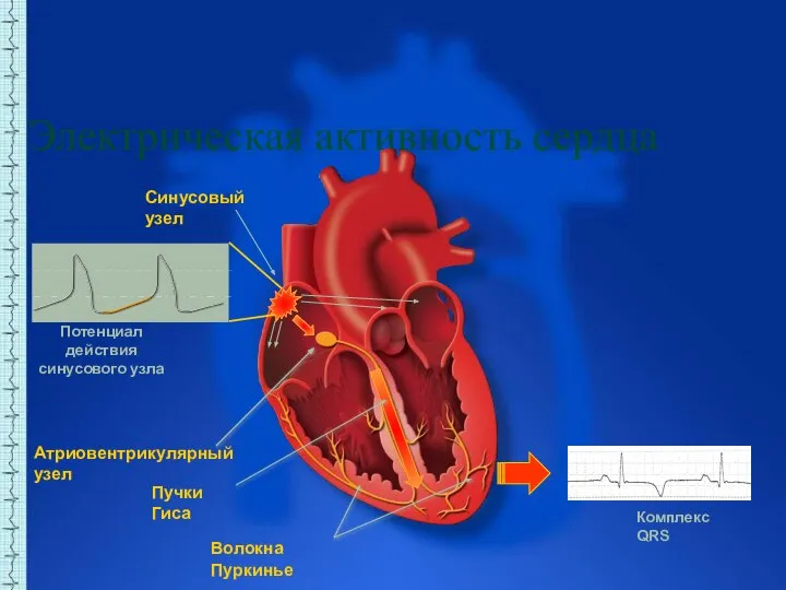 Электрическая активность сердца Синусовый узел Комплекс QRS Атриовентрикулярный узел Пучки Гиса Волокна Пуркинье