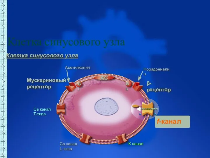 Ca канал L-типа Ca канал T-типа K канал f-канал Клетка синусового узла