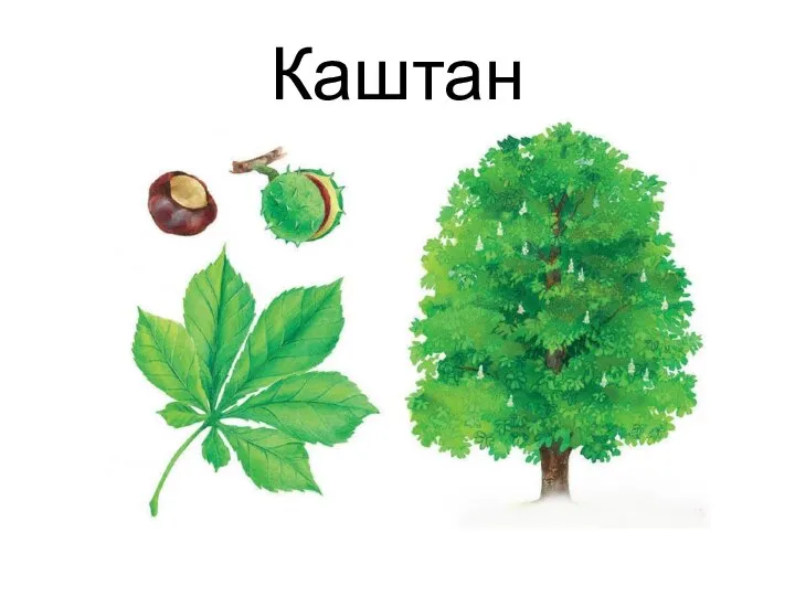 Каштан