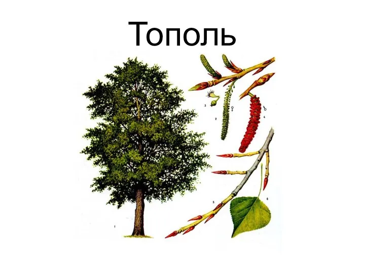 Тополь