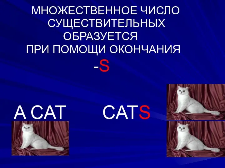 МНОЖЕСТВЕННОЕ ЧИСЛО СУЩЕСТВИТЕЛЬНЫХ ОБРАЗУЕТСЯ ПРИ ПОМОЩИ ОКОНЧАНИЯ -S A CAT CATS