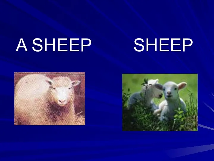 A SHEEP SHEEP
