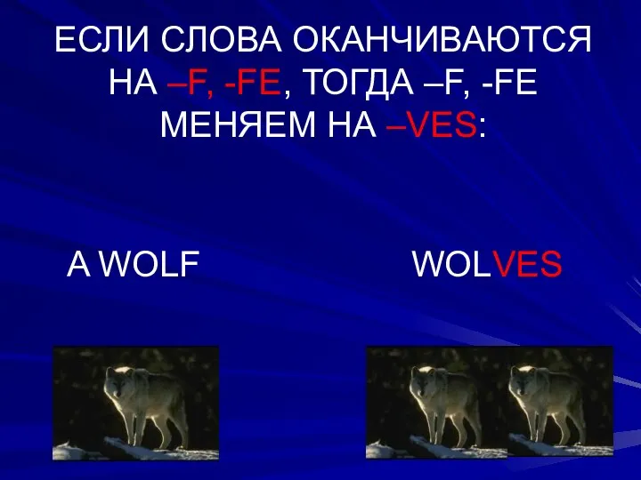 ЕСЛИ СЛОВА ОКАНЧИВАЮТСЯ НА –F, -FE, ТОГДА –F, -FE МЕНЯЕМ НА –VES: A WOLF WOLVES