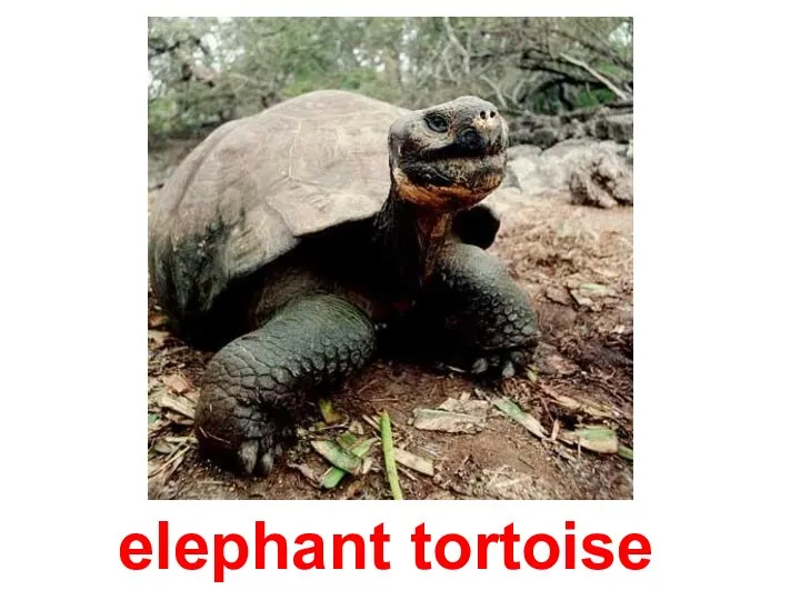 elephant tortoise