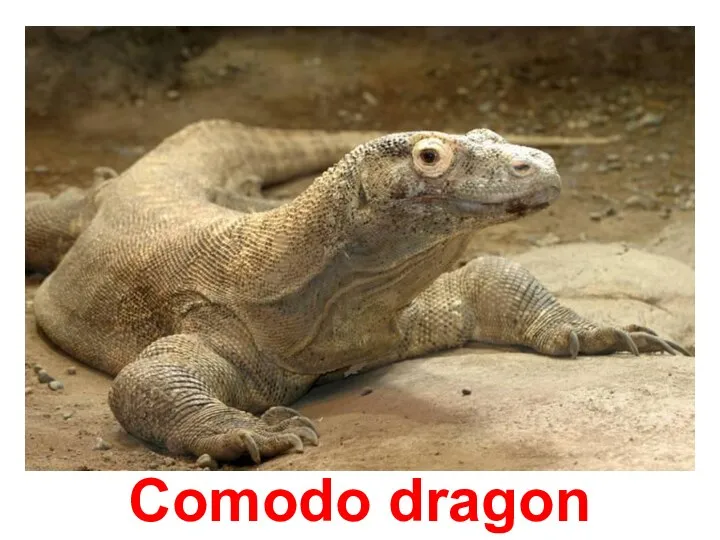 Comodo dragon