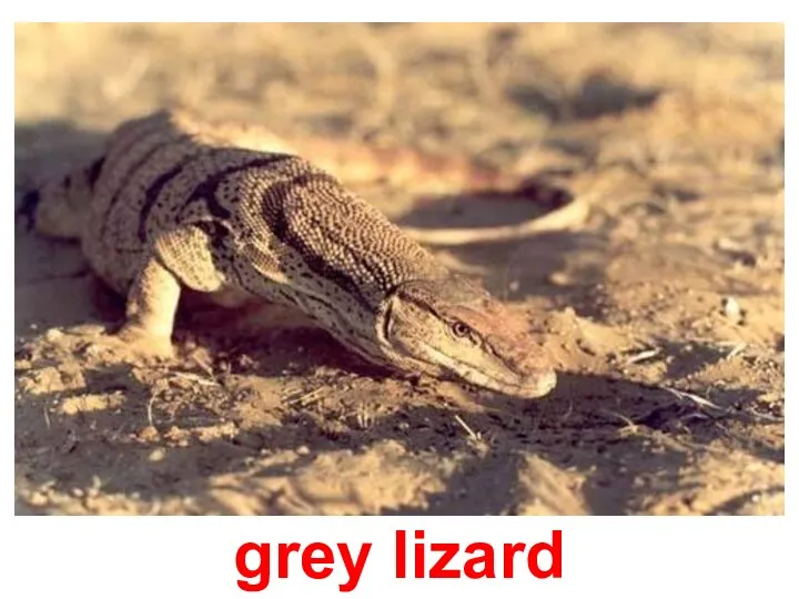 grey lizard