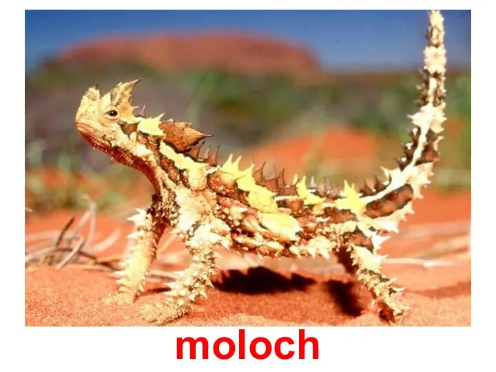 moloch