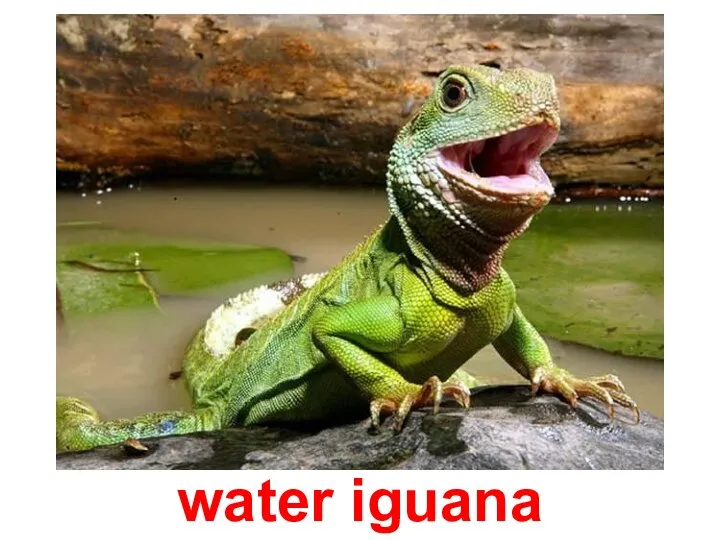 water iguana