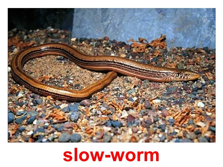 slow-worm