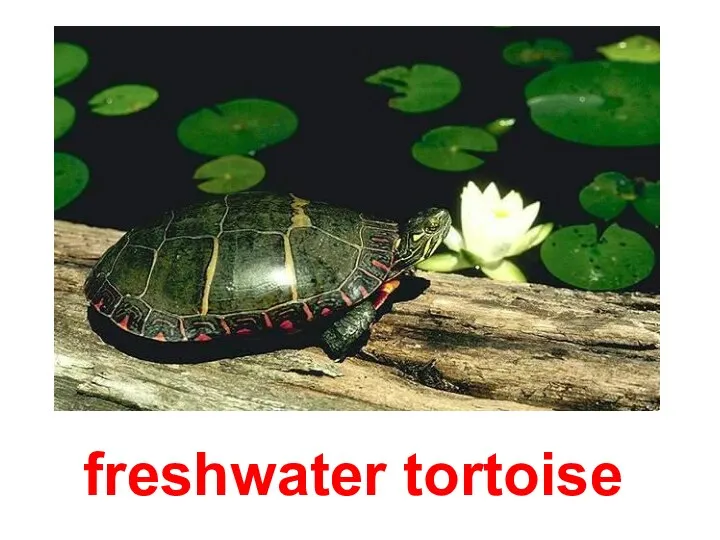 freshwater tortoise