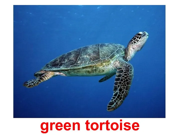 green tortoise
