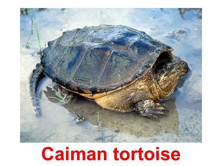 Caiman tortoise