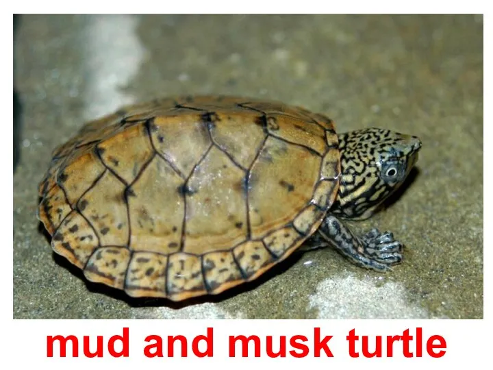 mud and musk turtle