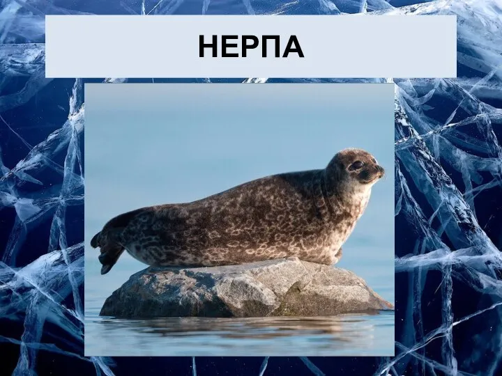 НЕРПА