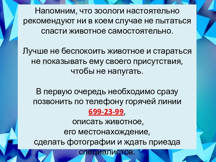 Напомним, что зоологи настоятельно рекомендуют ни в коем случае не пытаться спасти