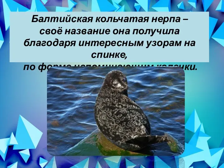 Балтийская кольчатая нерпа – своё название она получила благодаря интересным узорам на