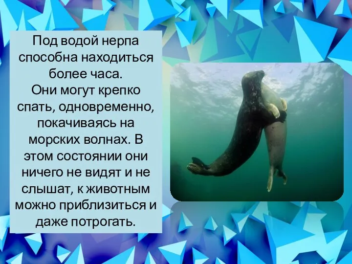 Под водой нерпа способна находиться более часа. Они могут крепко спать, одновременно,