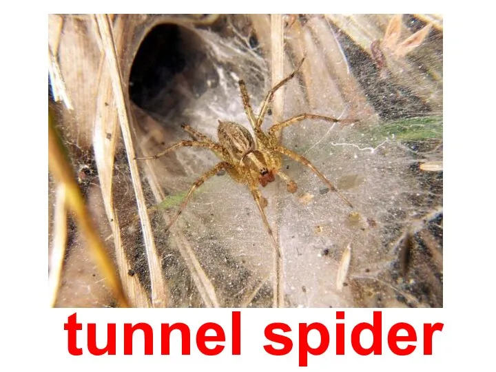 tunnel spider