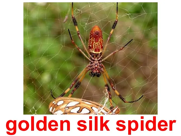 golden silk spider