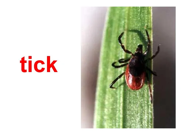 tick