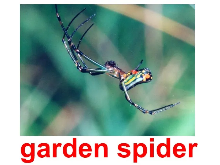 garden spider