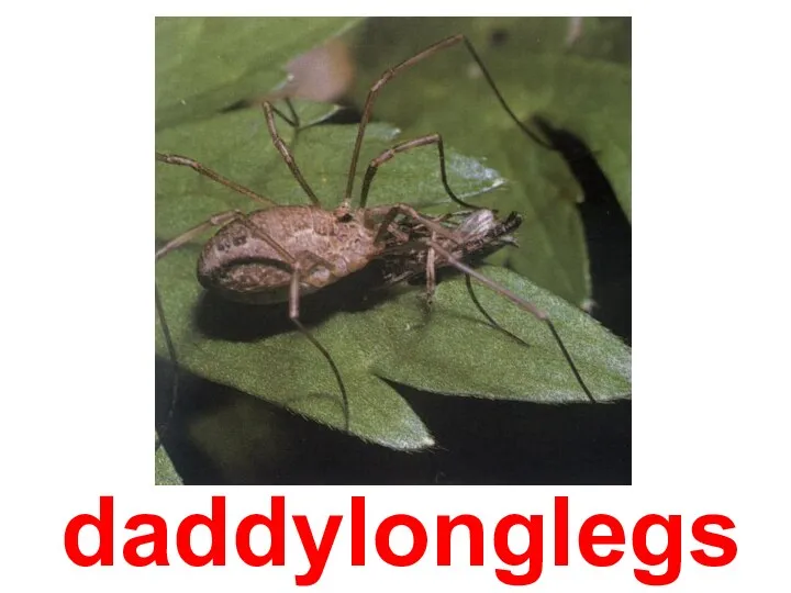 daddylonglegs