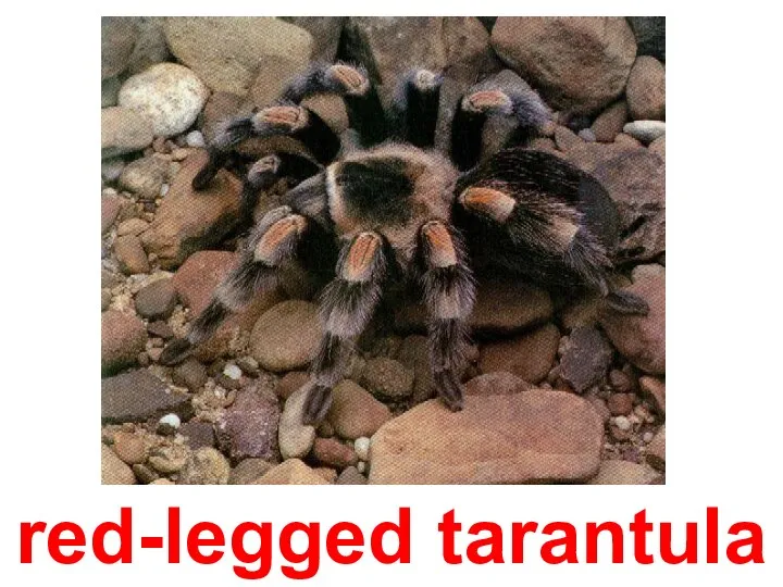 red-legged tarantula