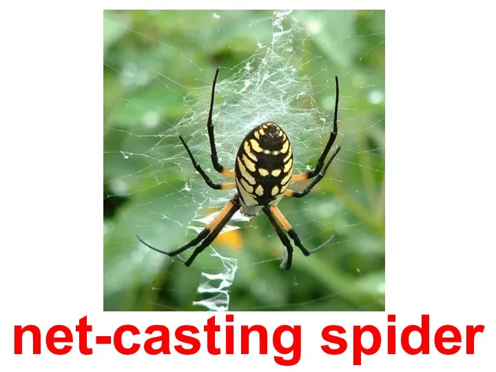 net-casting spider