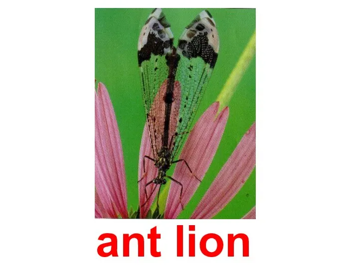 ant lion