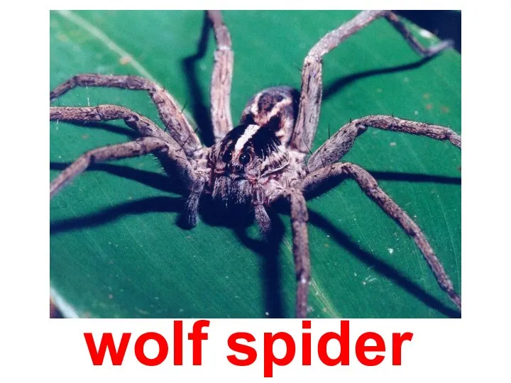 wolf spider