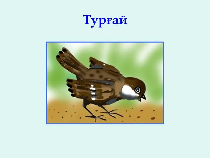 Турғай