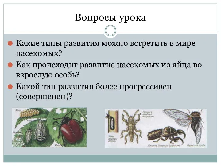 Вопросы урока Какие типы развития можно встретить в мире насекомых? Как происходит