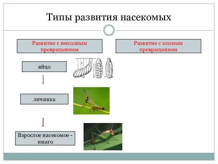 Типы развития насекомых Развитие с неполным превращением Развитие с полным превращением яйцо