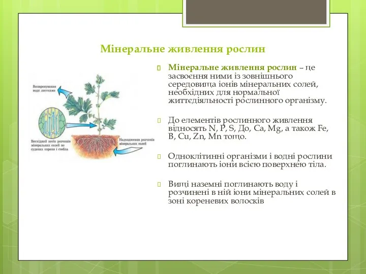 Мінеральне живлення рослин Мінеральне живлення рослин – це засвоєння ними із зовнішнього