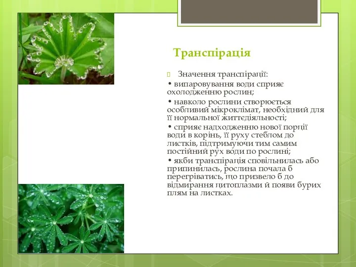 Транспірація Значення транспірації: • випаровування води сприяє охолодженню рослин; • навколо рослини