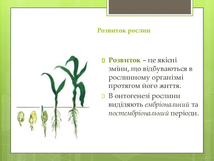 Розвиток рослин Розвиток – це якісні зміни, що відбуваються в рослинному організмі