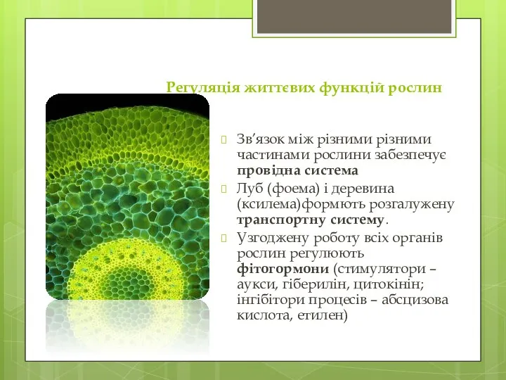 Регуляція життєвих функцій рослин Зв’язок між різними різними частинами рослини забезпечує провідна