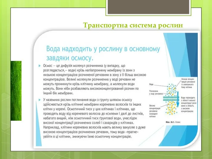 Транспортна система рослин